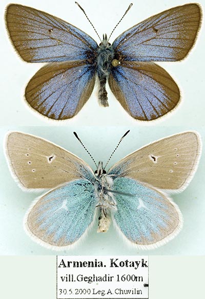 Polyommatus diana